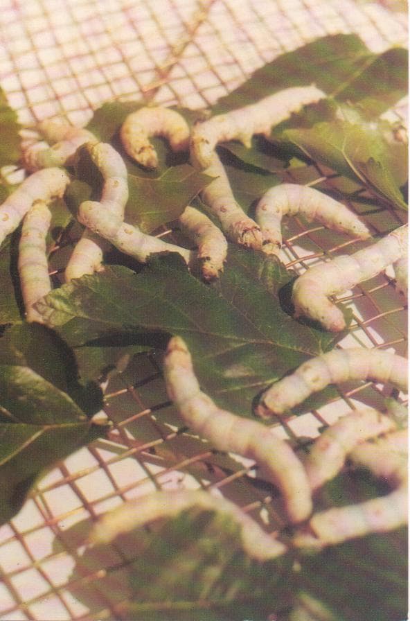 Silk Worms